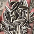 New design Chinese Big Size 363 361 5009 Bulk Black Sunflower Seeds